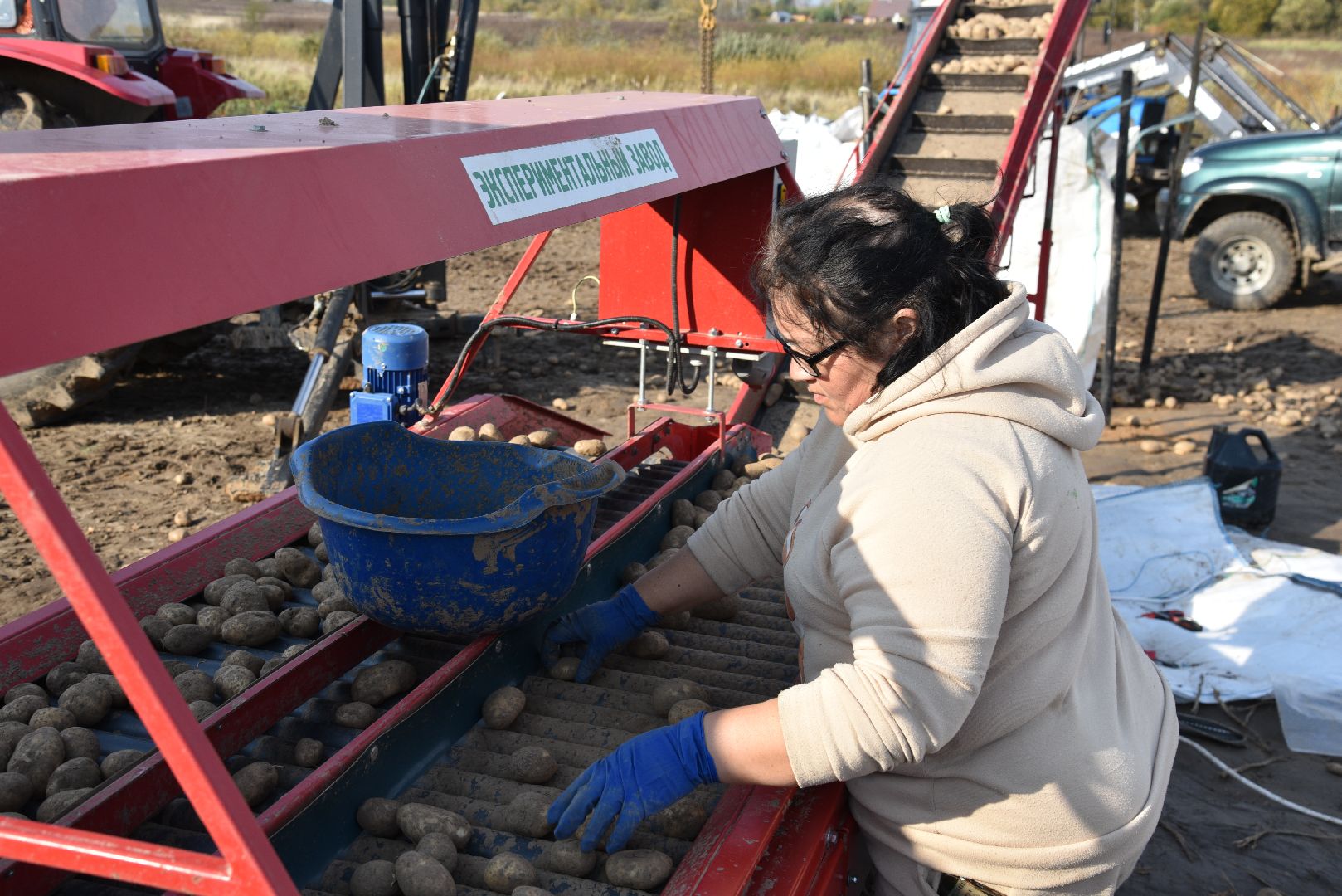лотошино, сельское хозяйство, картофель,