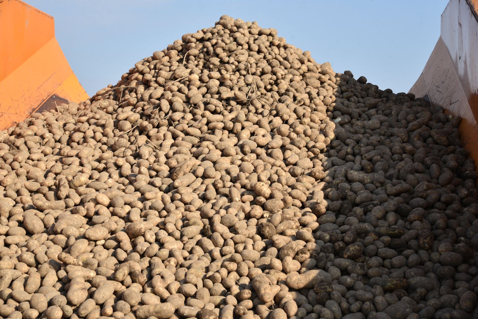 лотошино, сельское хозяйство, картофель,