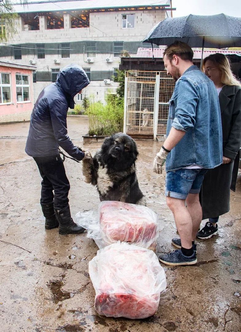 собака, парк, лобня,