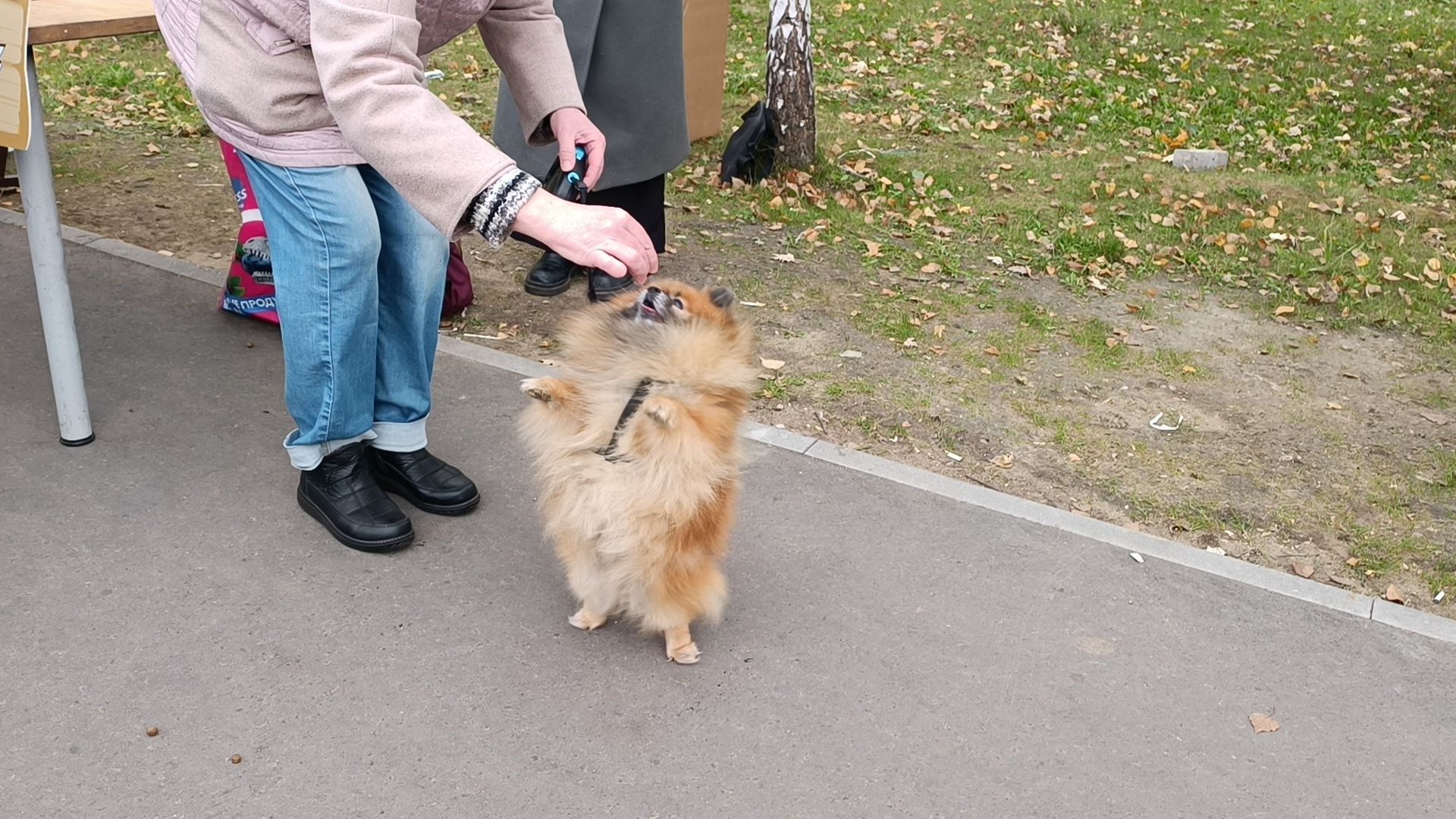 собака, парк, лобня,