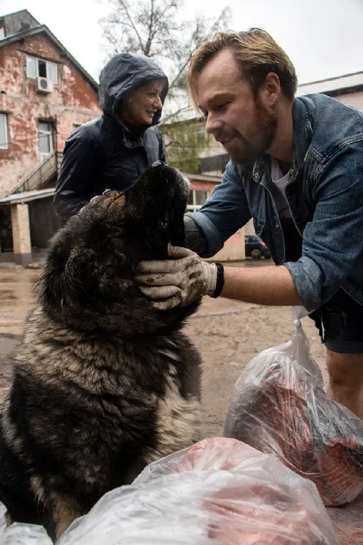 собака, парк, лобня,