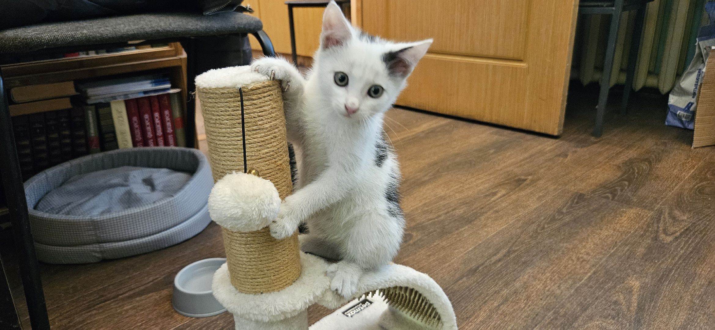 культура, образование, детская библиотека, Жуковский, музей,