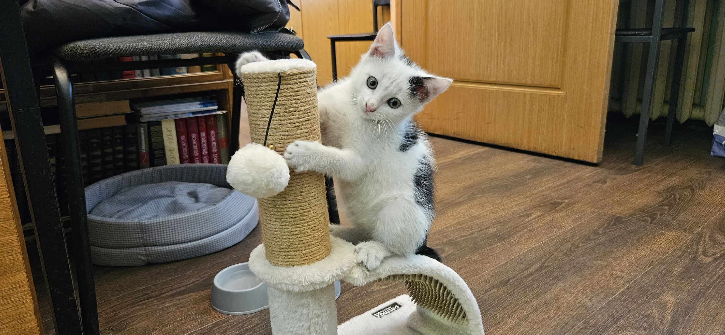 культура, образование, детская библиотека, Жуковский, музей,