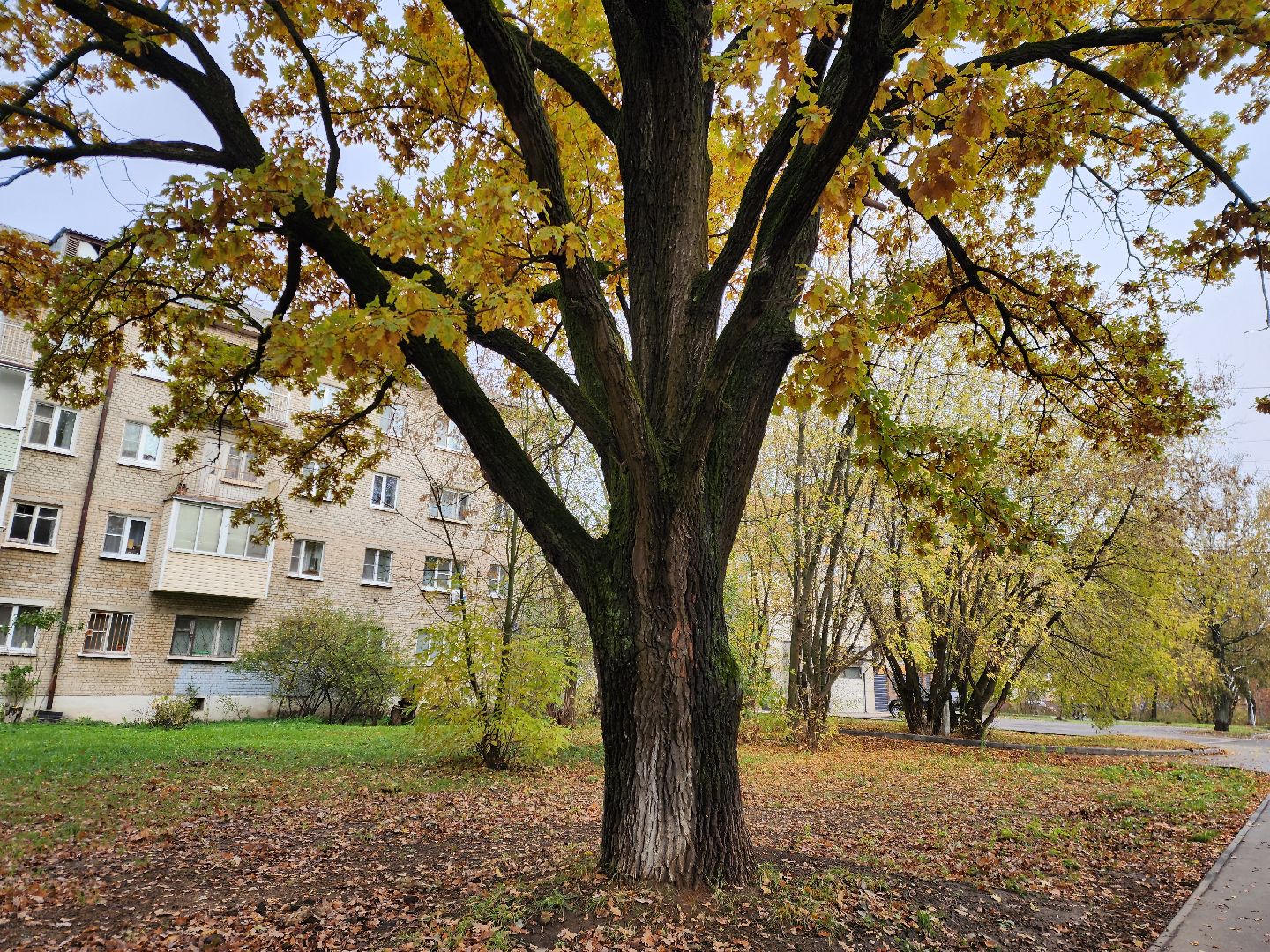 благоустойство, жители, общество, власть, оперативный объезд, памятник живой природы, достопримечательность,
