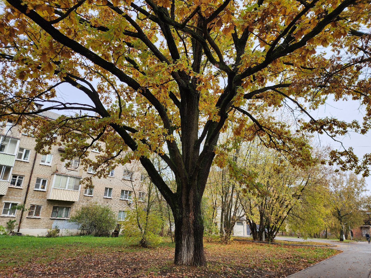 благоустойство, жители, общество, власть, оперативный объезд, памятник живой природы, достопримечательность,