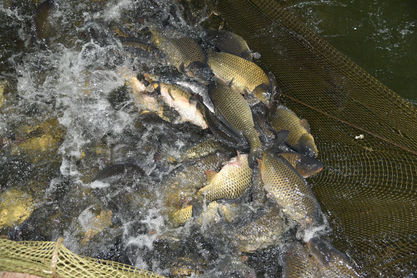 лотошино, лотофиш, экономика, сельское хозяйство, рыбоводческое хозяйство,