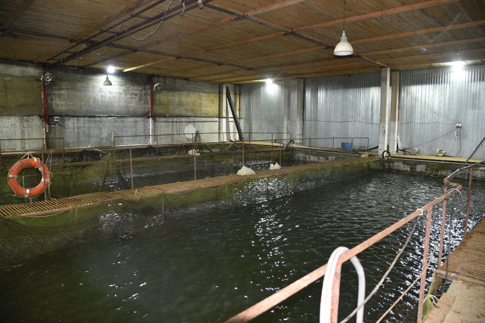 лотошино, лотофиш, экономика, сельское хозяйство, рыбоводческое хозяйство,