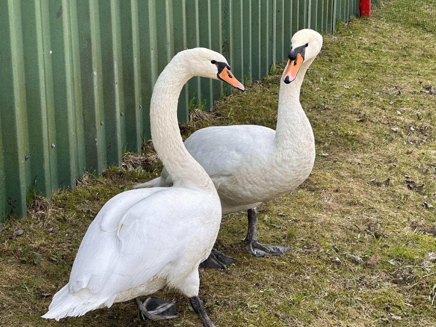 Солманово, Одинцово, Благоустройство, Экология