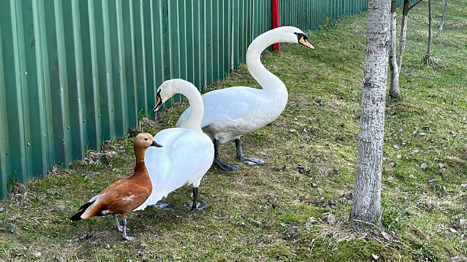 Солманово, Одинцово, Благоустройство, Экология