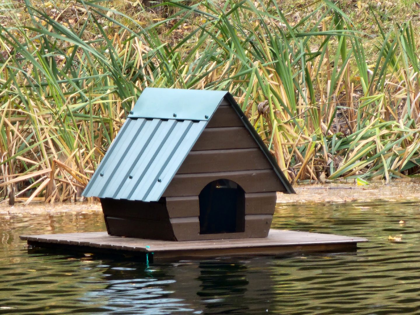 Коломна, благоустройство, очистка водоемов, пруды,