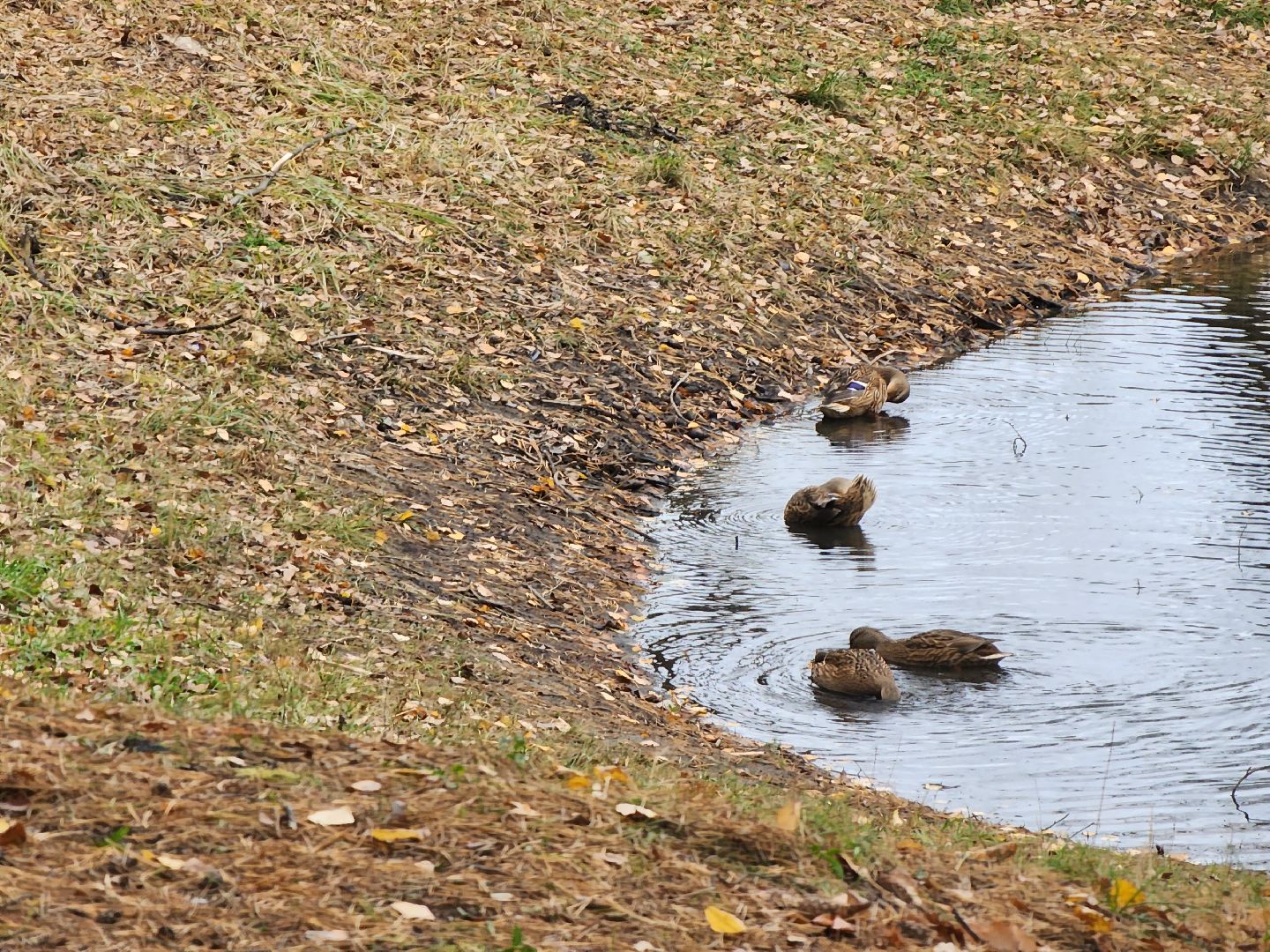 Коломна, благоустройство, очистка водоемов, пруды,