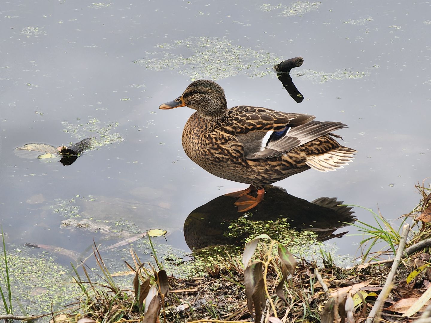 Коломна, благоустройство, очистка водоемов, пруды,