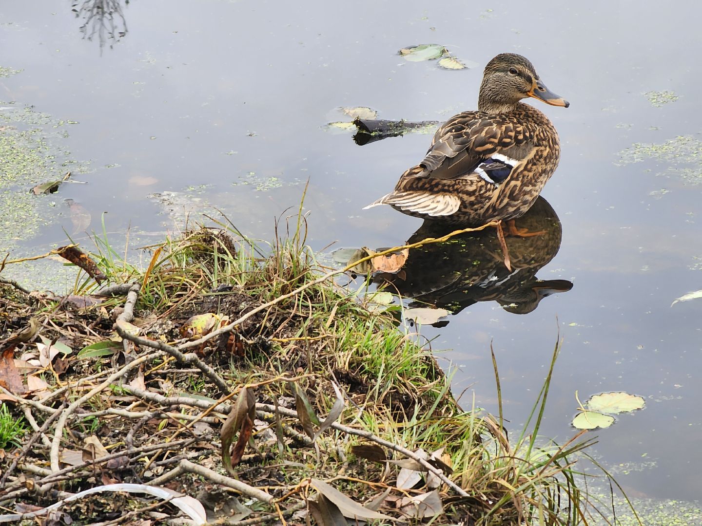 Коломна, благоустройство, очистка водоемов, пруды,