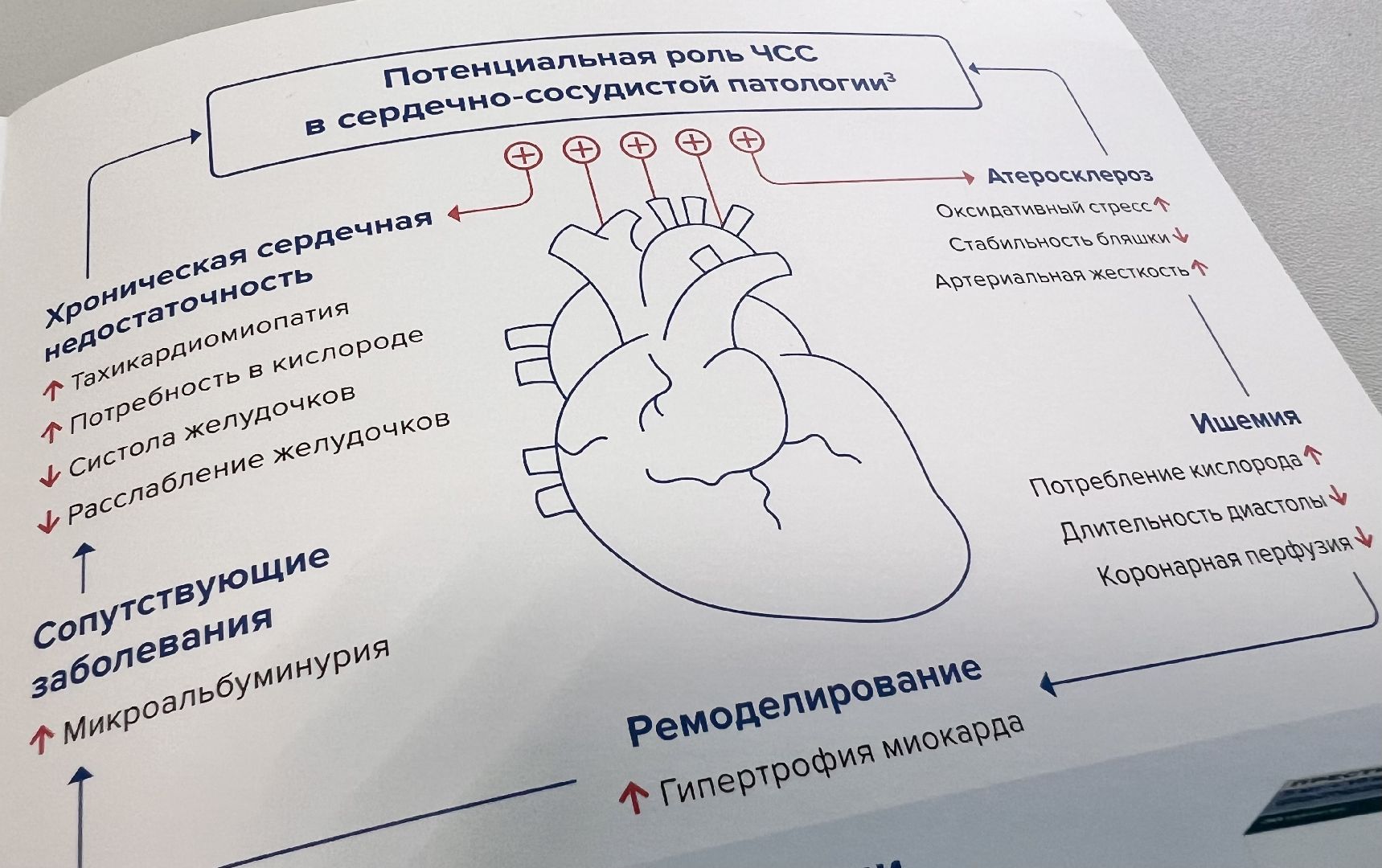 Балашиха, Подмосковье, кардиолог, молодые врачи, болезни сердца,