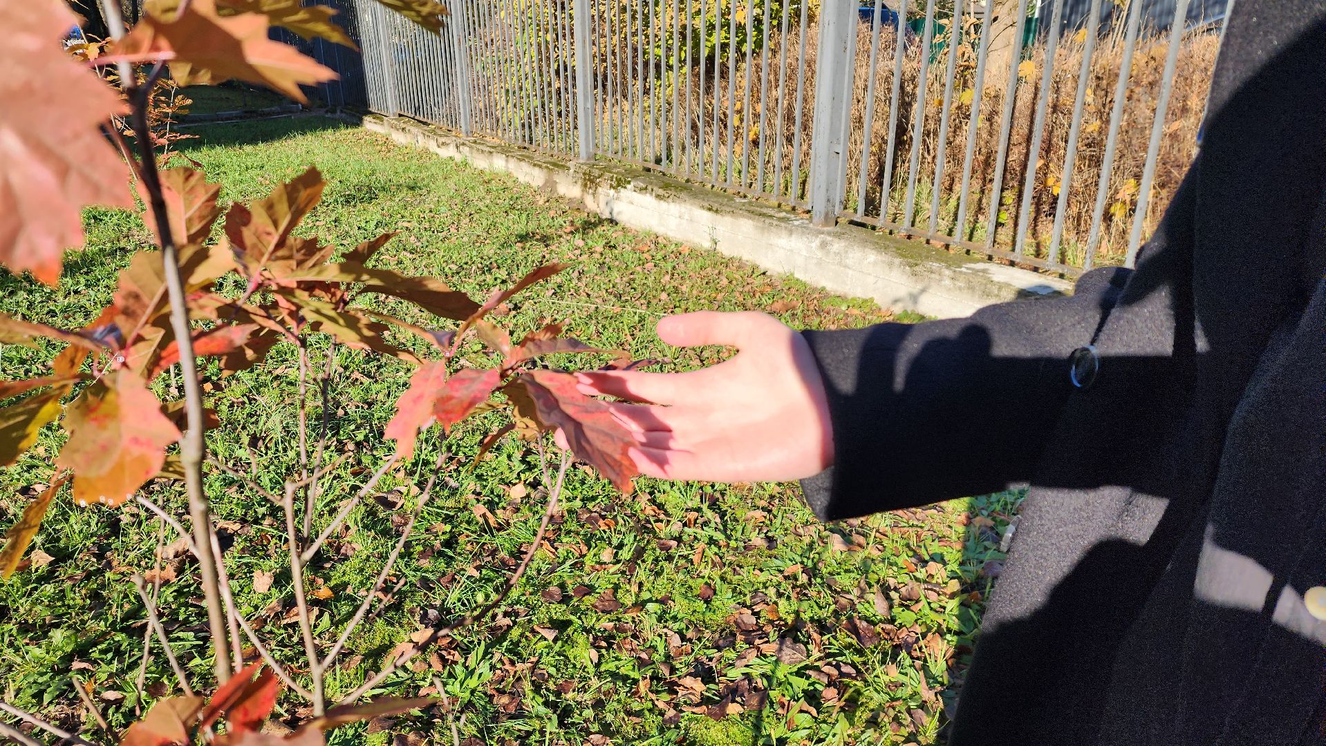 школьное лесничество, наставник, экология,