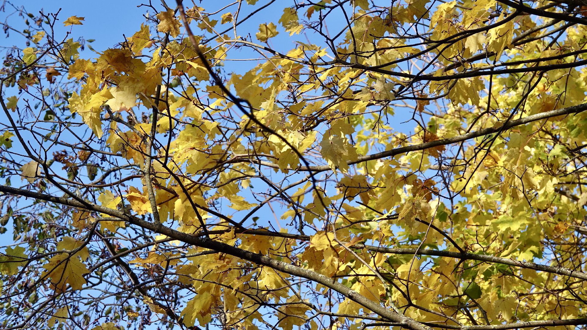 Экология, Сергиево-Посадский городской округ, Очистка прудов, По просьбам жителей,