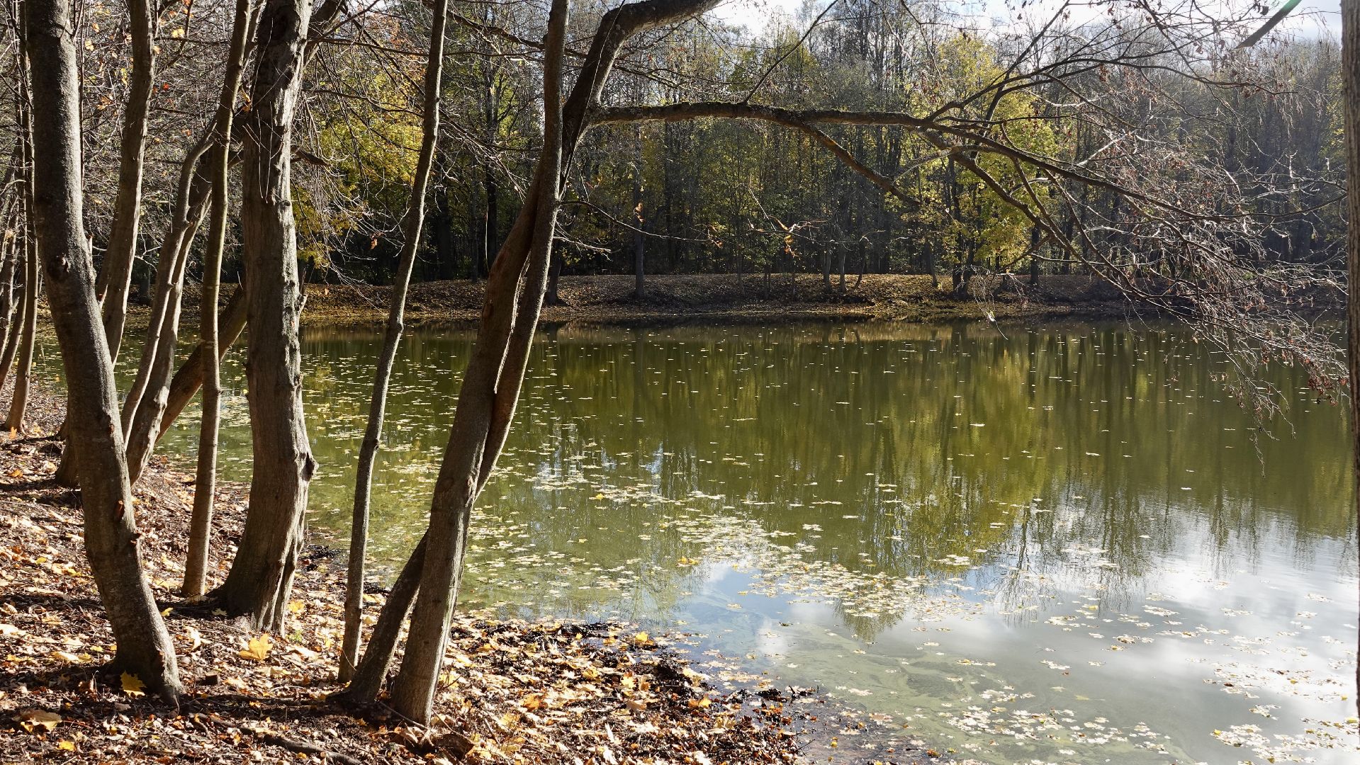 Экология, Сергиево-Посадский городской округ, Очистка прудов, По просьбам жителей,