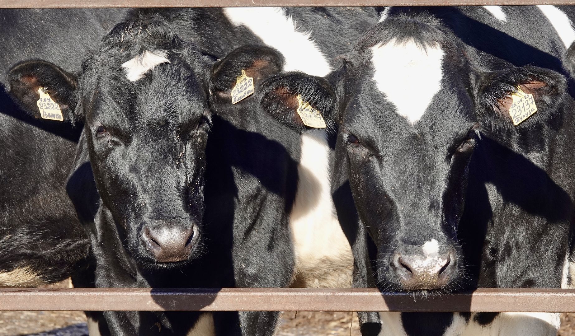 Сергиево-Посадский городской округ, Кузьмино, Сельское хозяйство, Инновации,