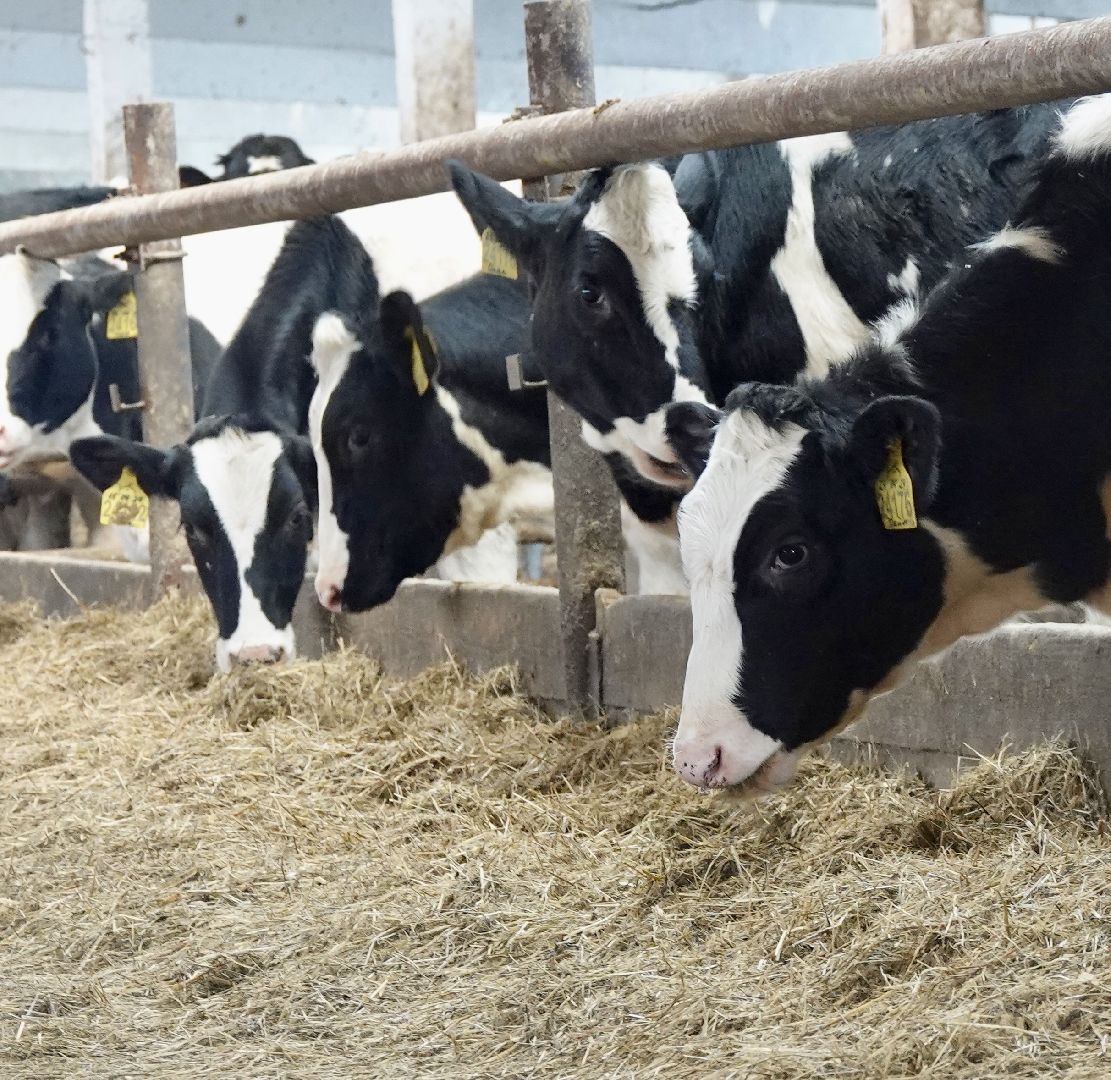 Сергиево-Посадский городской округ, Кузьмино, Сельское хозяйство, Инновации,