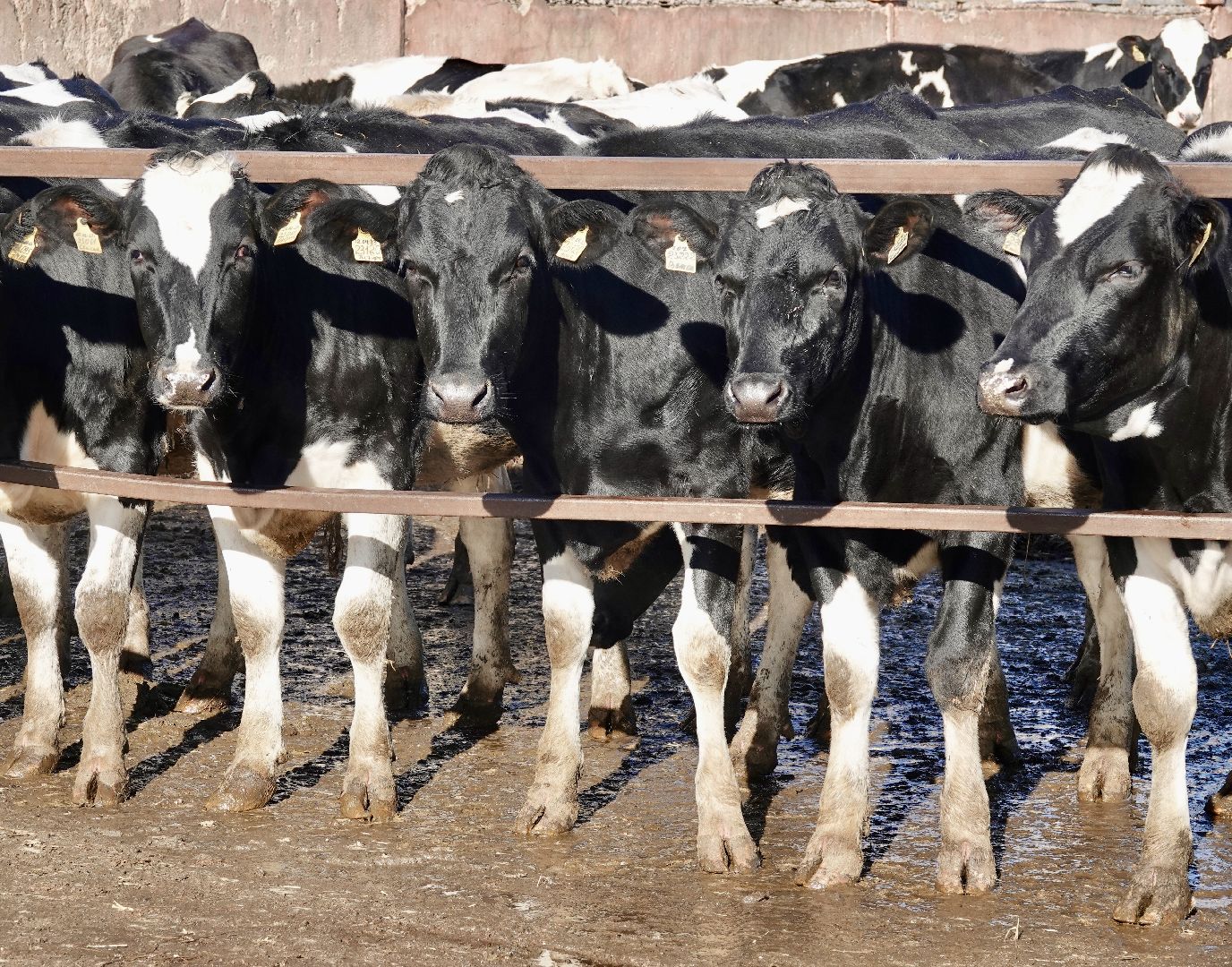 Сергиево-Посадский городской округ, Кузьмино, Сельское хозяйство, Инновации,