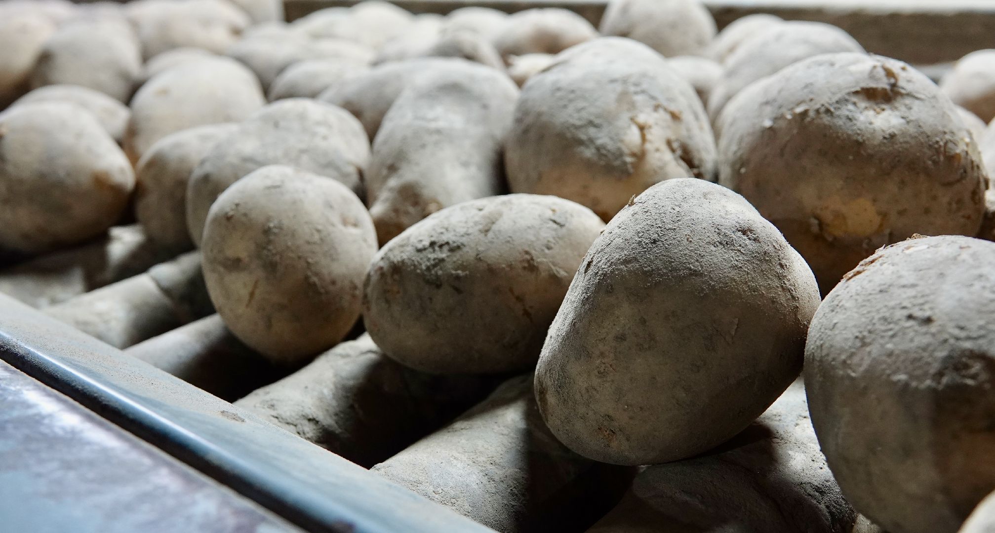 Сергиево-Посадский городской округ, Кузьмино, Сельское хозяйство, Инновации,