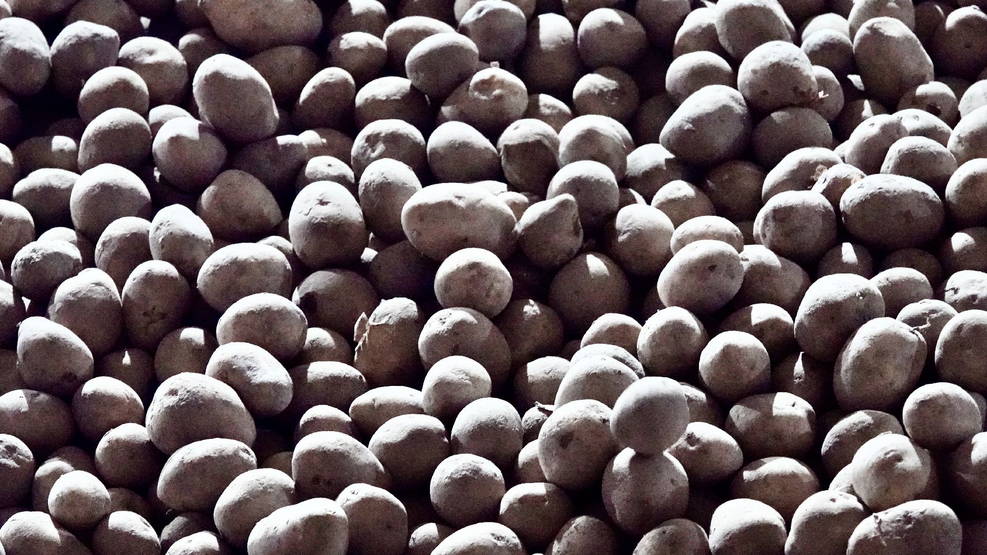 Сергиево-Посадский городской округ, Кузьмино, Сельское хозяйство, Инновации,