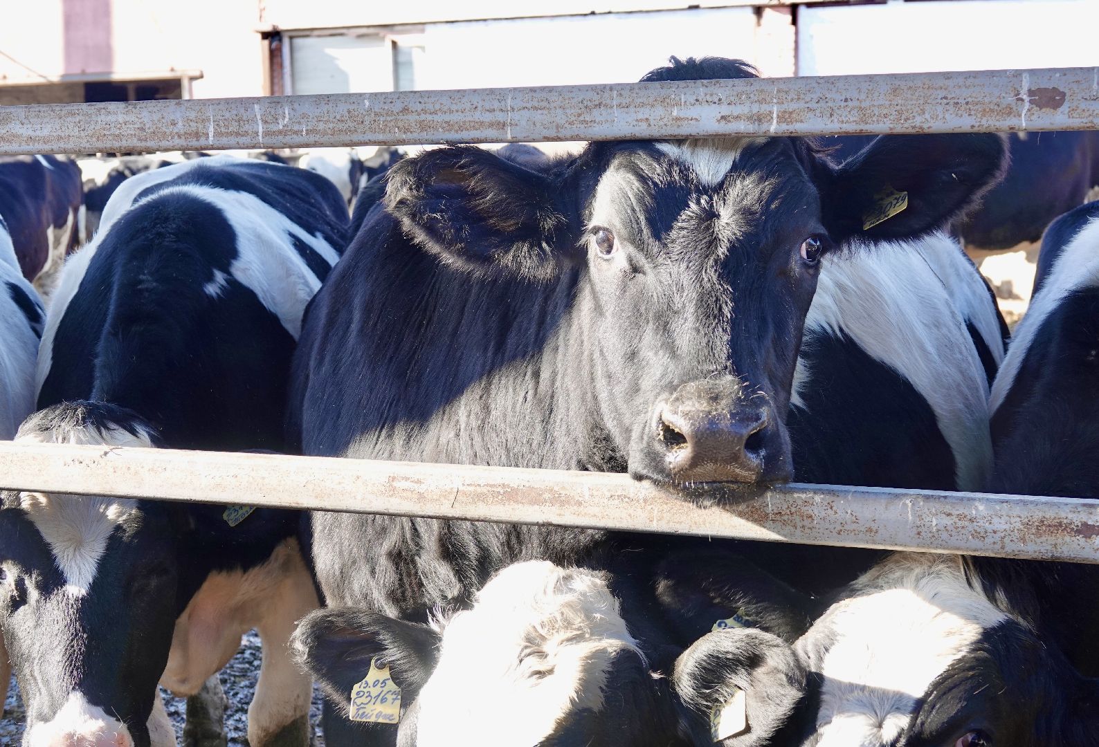 Сергиево-Посадский городской округ, Кузьмино, Сельское хозяйство, Инновации,