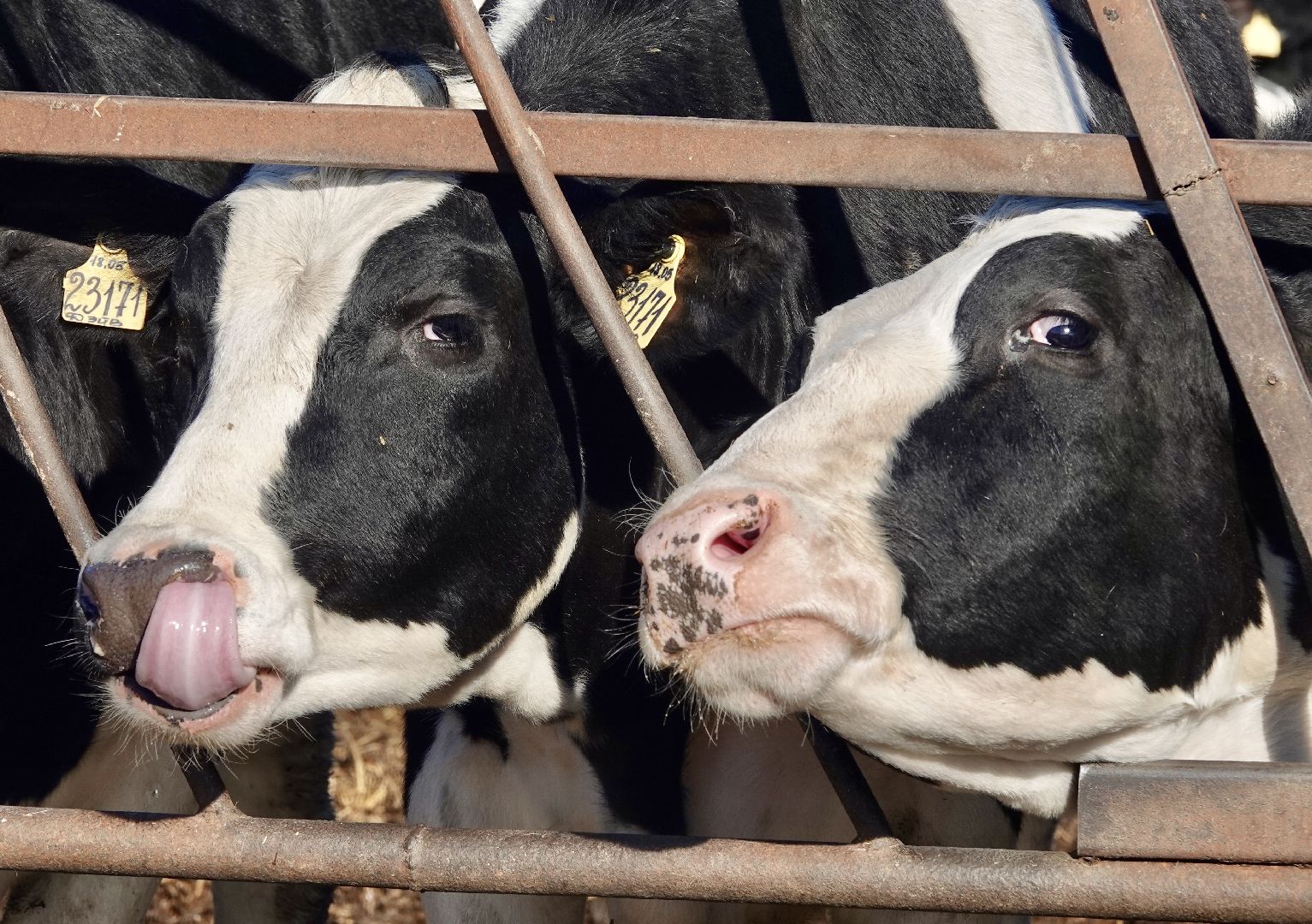 Сергиево-Посадский городской округ, Кузьмино, Сельское хозяйство, Инновации,