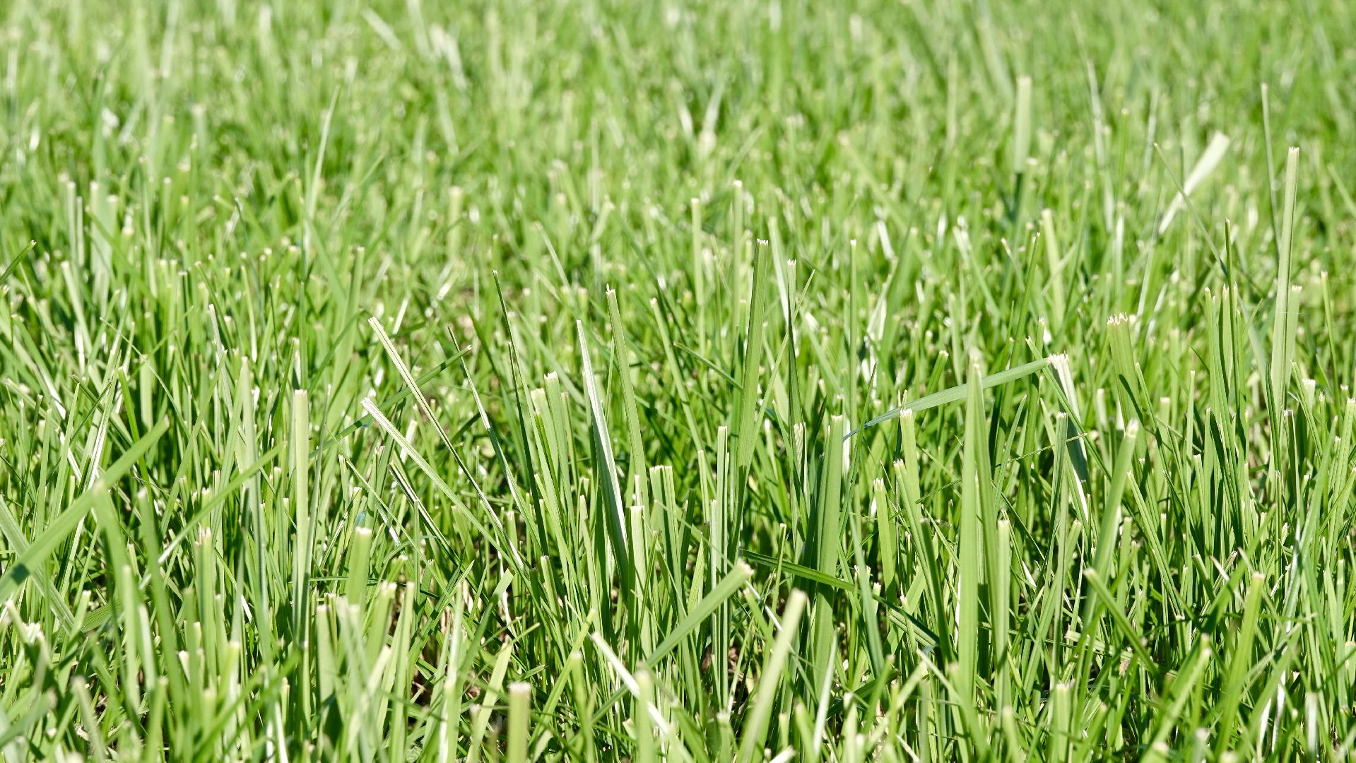 Сергиево-Посадский городской округ, Кузьмино, Сельское хозяйство, Инновации,