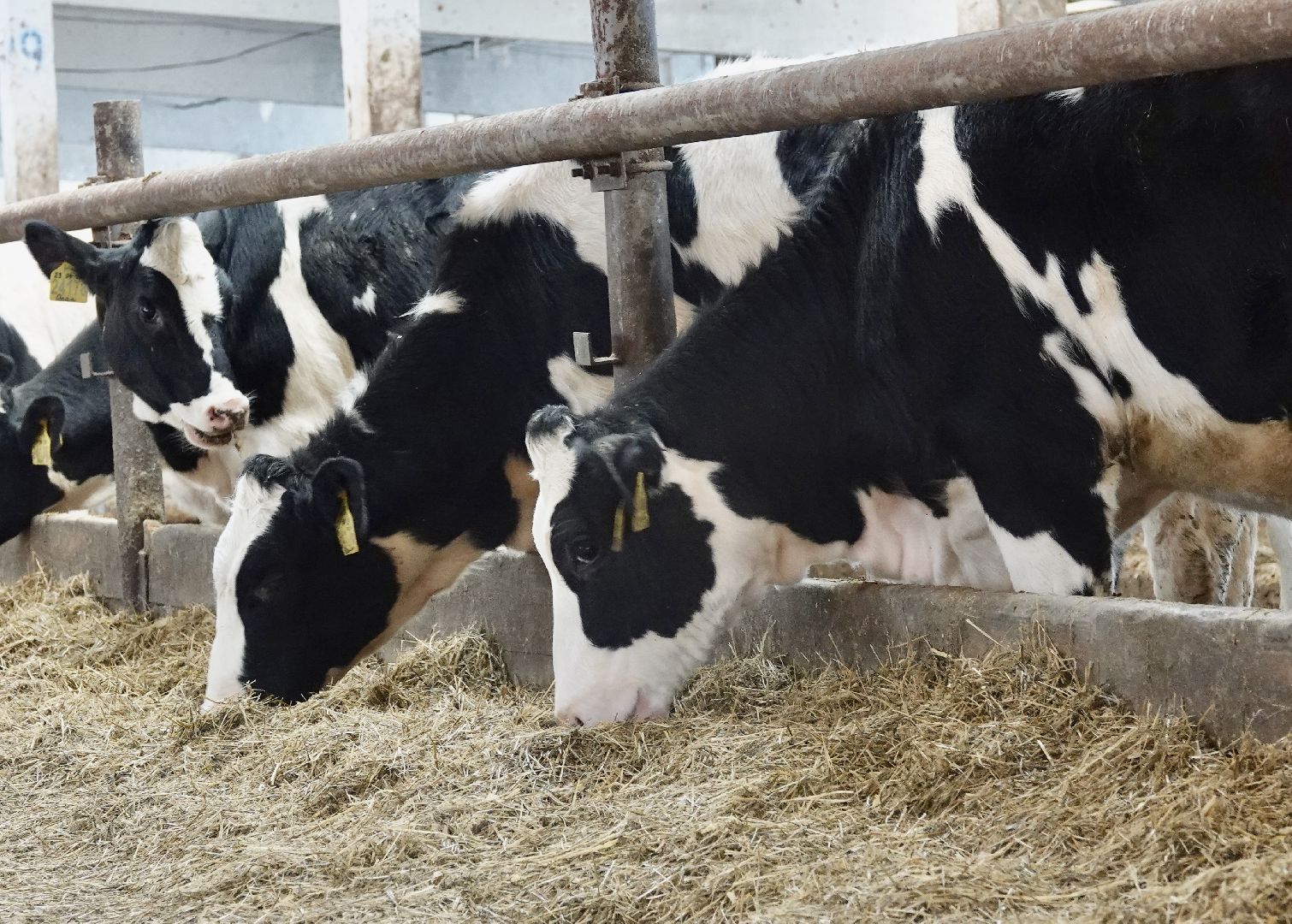 Сергиево-Посадский городской округ, Кузьмино, Сельское хозяйство, Инновации,