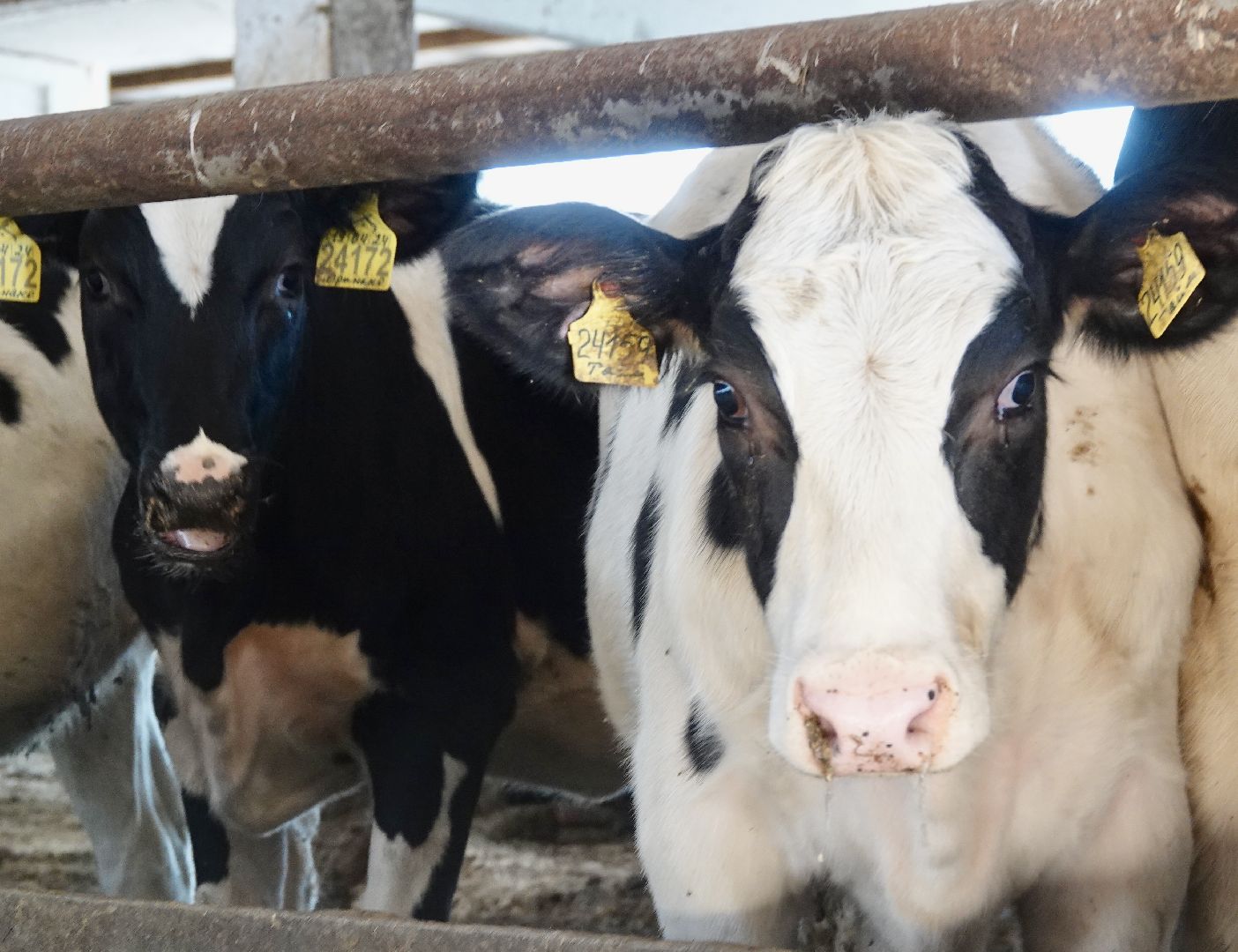 Сергиево-Посадский городской округ, Кузьмино, Сельское хозяйство, Инновации,
