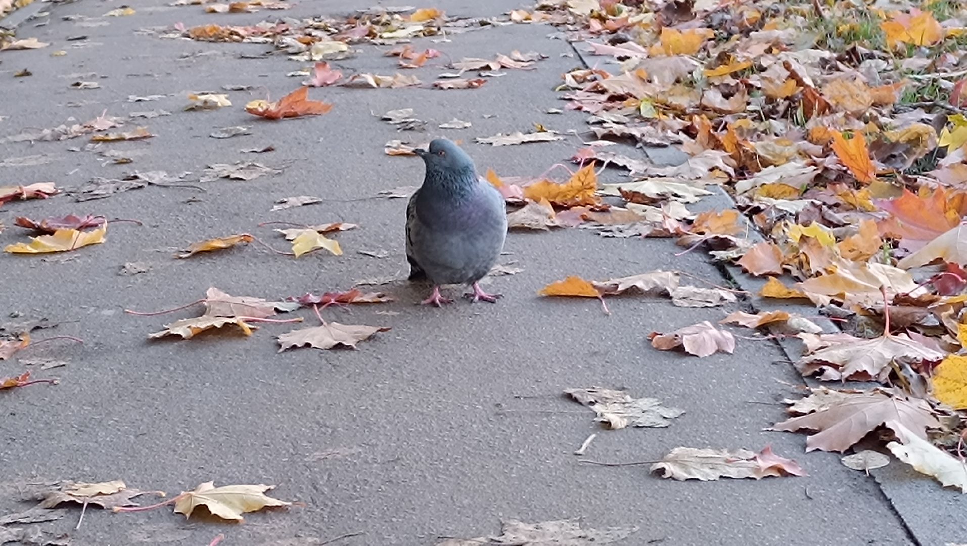 ремонт двора, лобня, благоустройство,