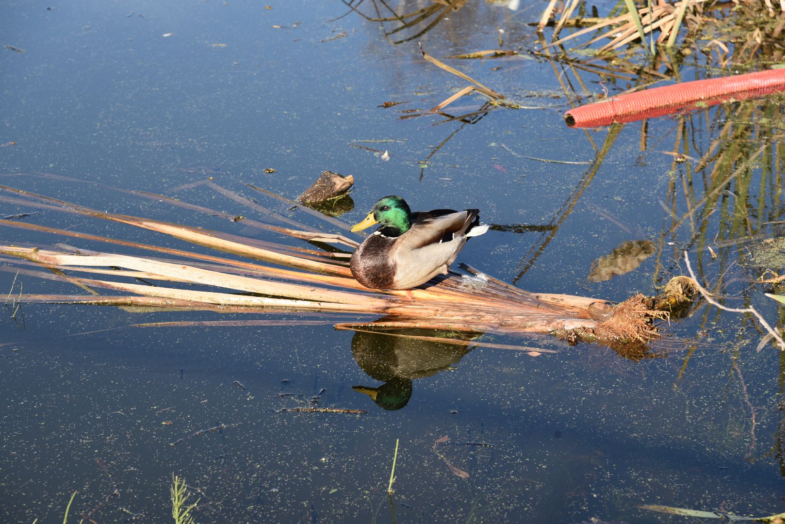 лотошино, благоустройство, формирование комфортной городской среды, красный ручей,