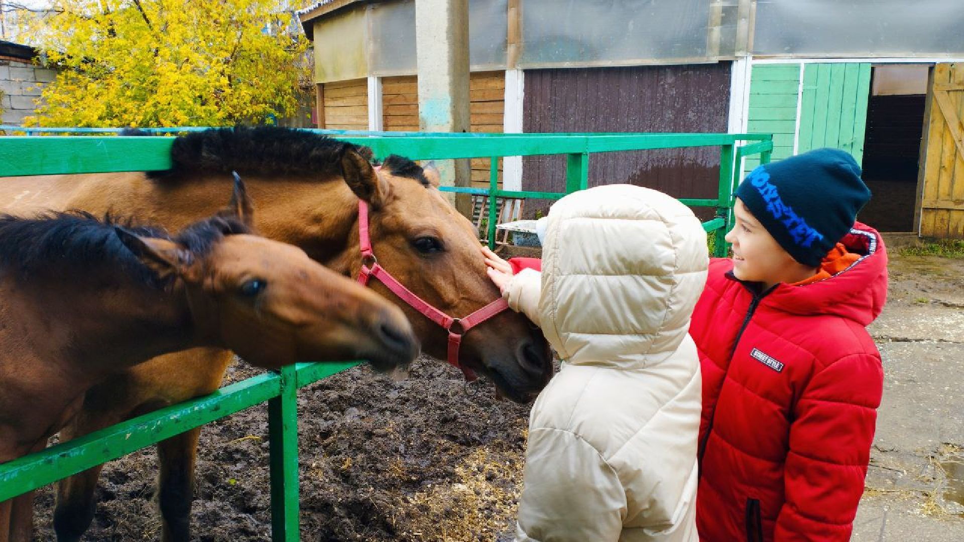 ивантеевка, пушкинский, иппотерапия, дети с овз, конный клуб, психология,
