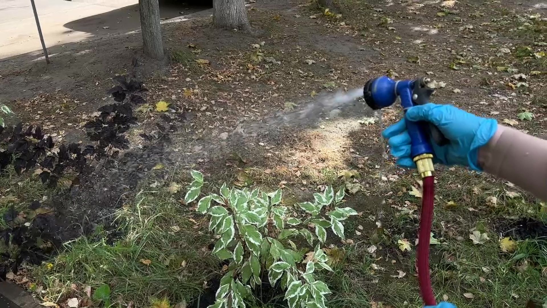 Реутов, двор, благоустройство, деревья, кустарники,