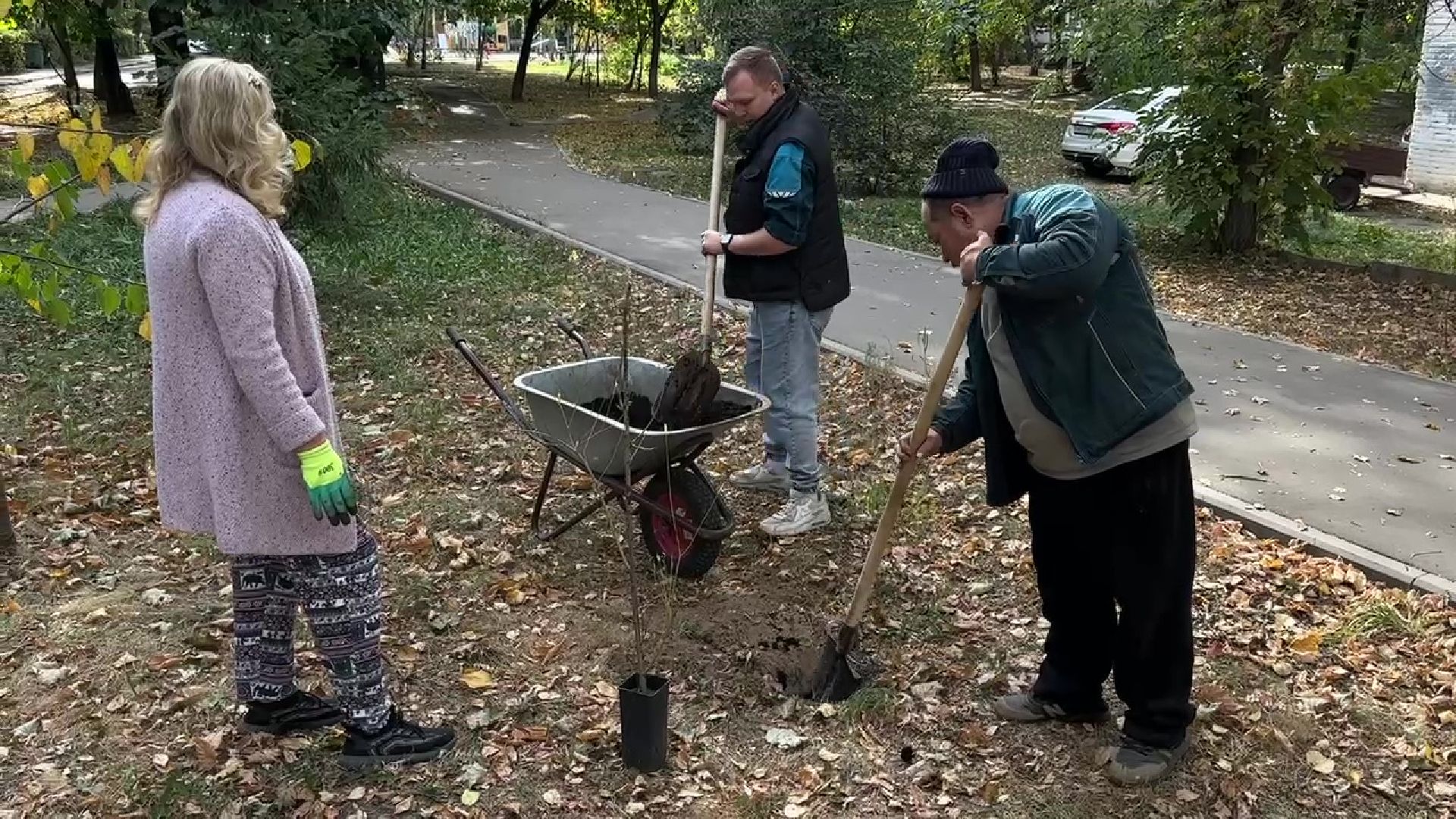Реутов, двор, благоустройство, деревья, кустарники,