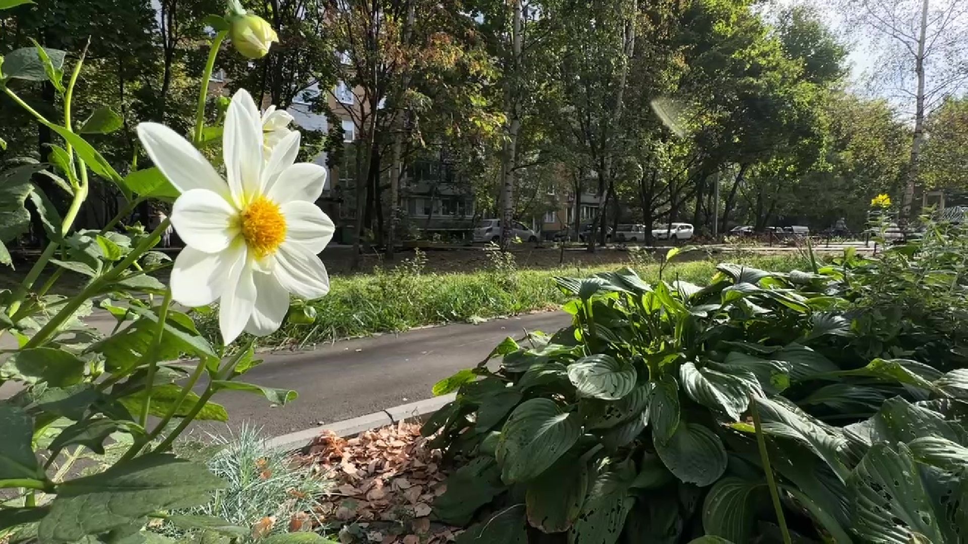 Реутов, двор, благоустройство, деревья, кустарники,