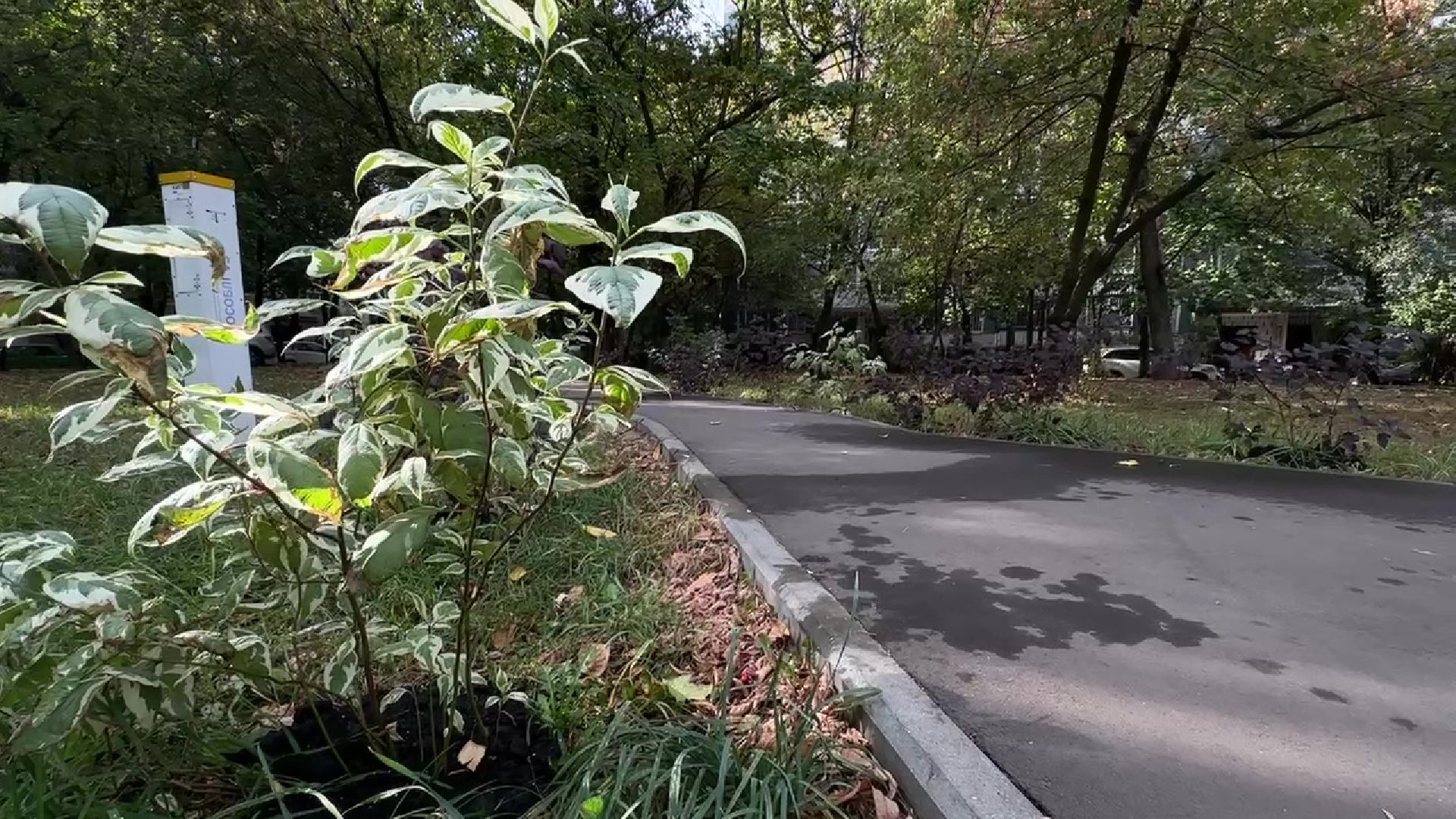 Реутов, двор, благоустройство, деревья, кустарники,