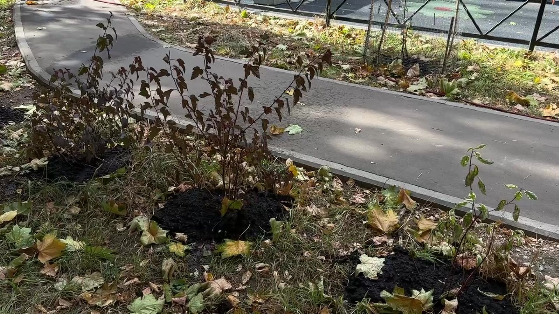 Реутов, двор, благоустройство, деревья, кустарники,