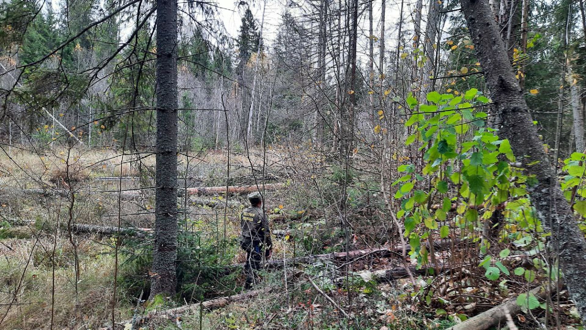 шаховская, лесничие, лесная охрана,