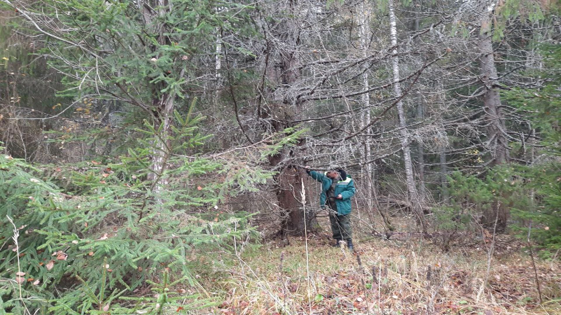 шаховская, лесничие, лесная охрана,