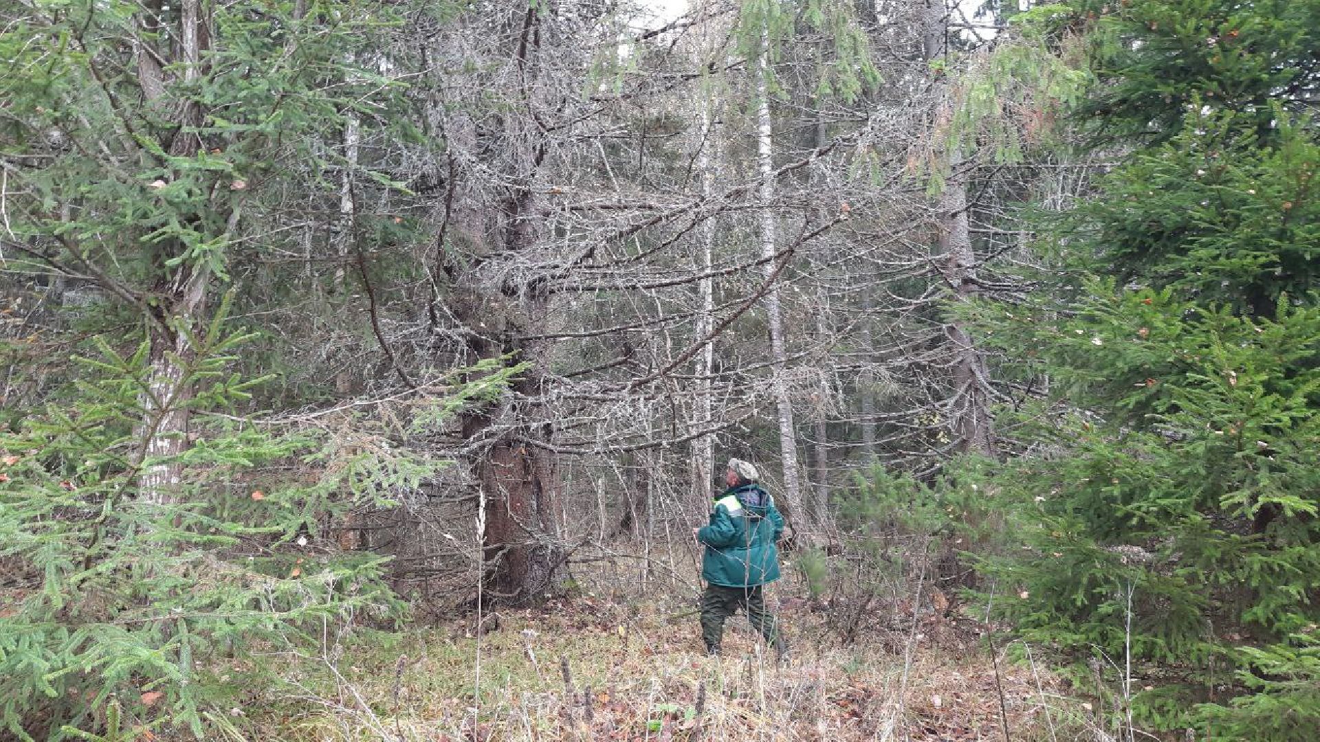 шаховская, лесничие, лесная охрана,
