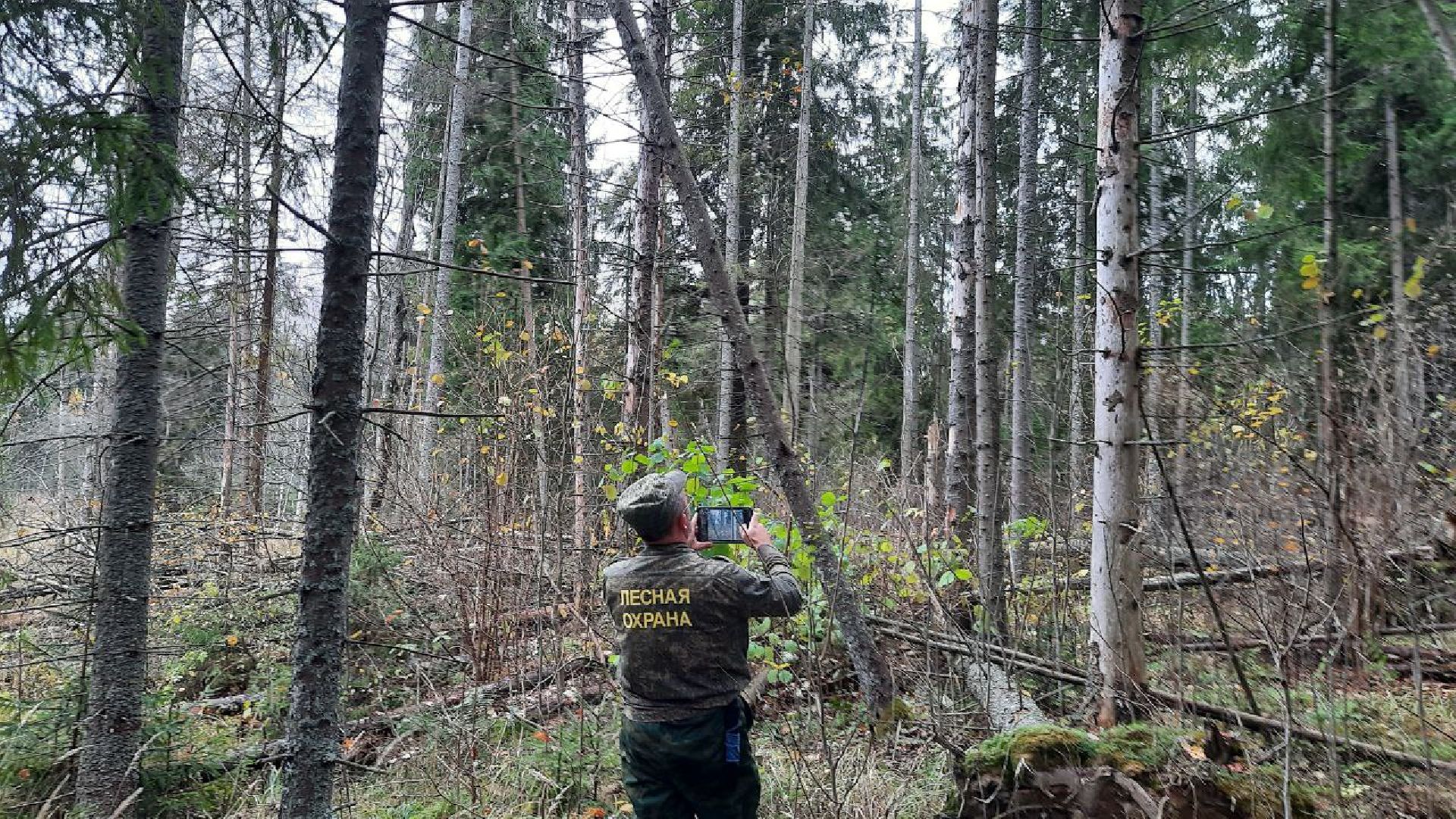 шаховская, лесничие, лесная охрана,