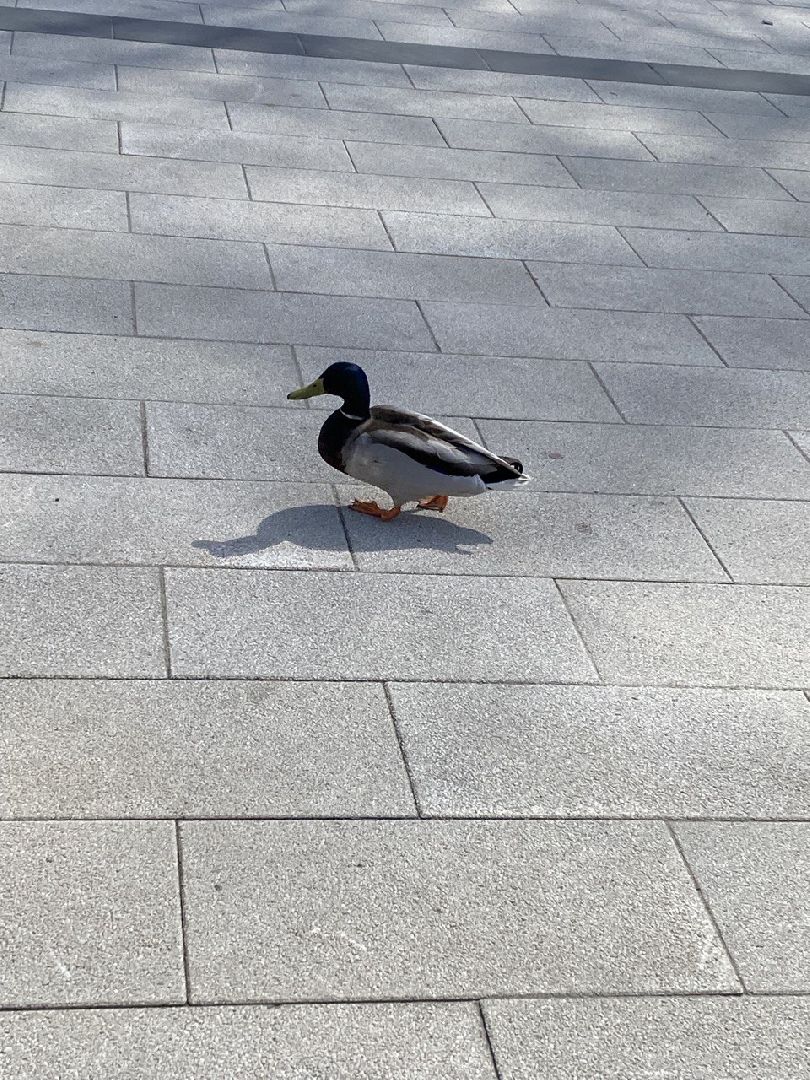 Подмосковье, Ивантеевка, Спорт, Культура, Активное долголетие.