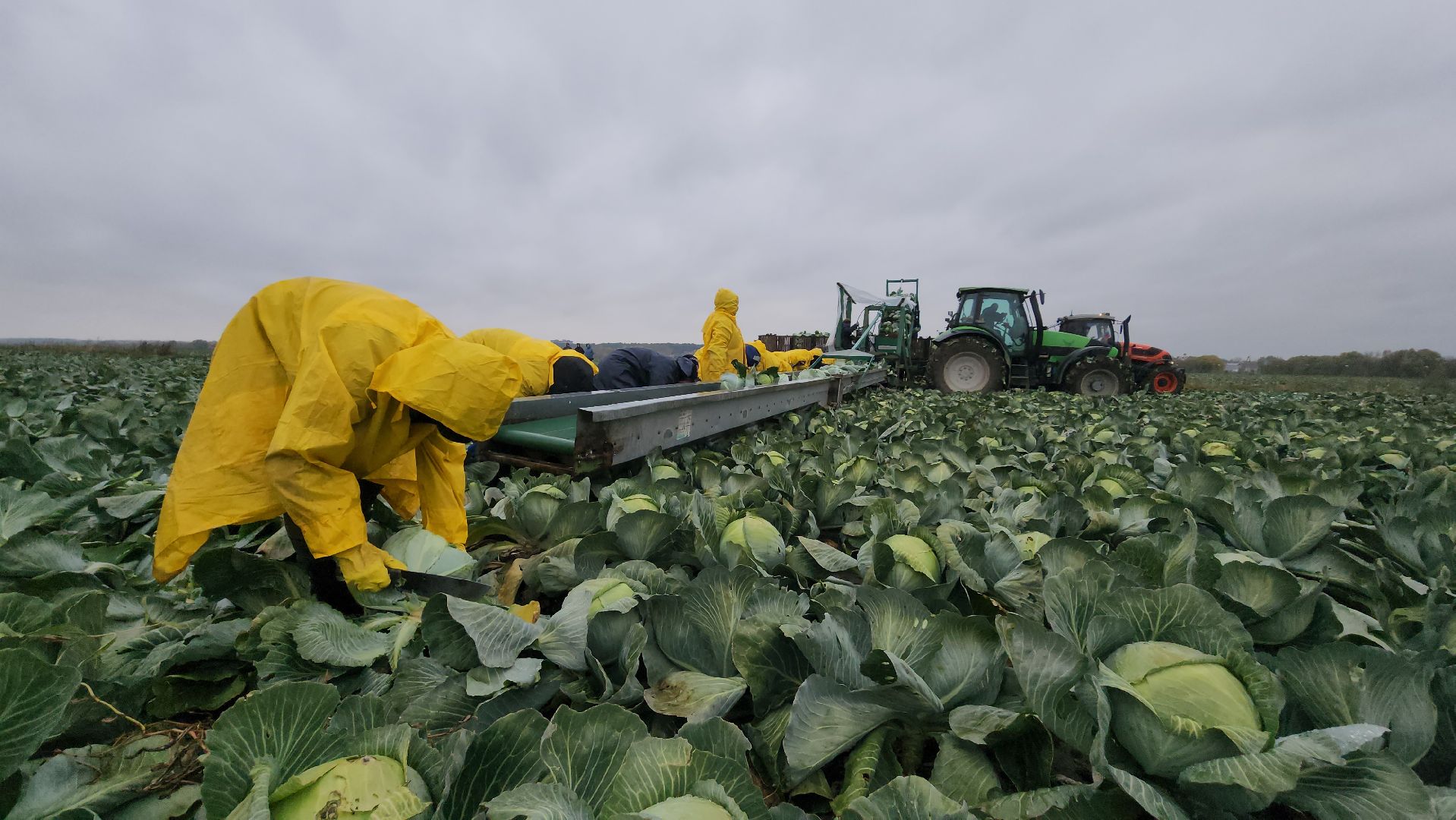 серпухов, ао дашковка, сельское хозяйство, уборка урожая, капуста, пойма Оки,