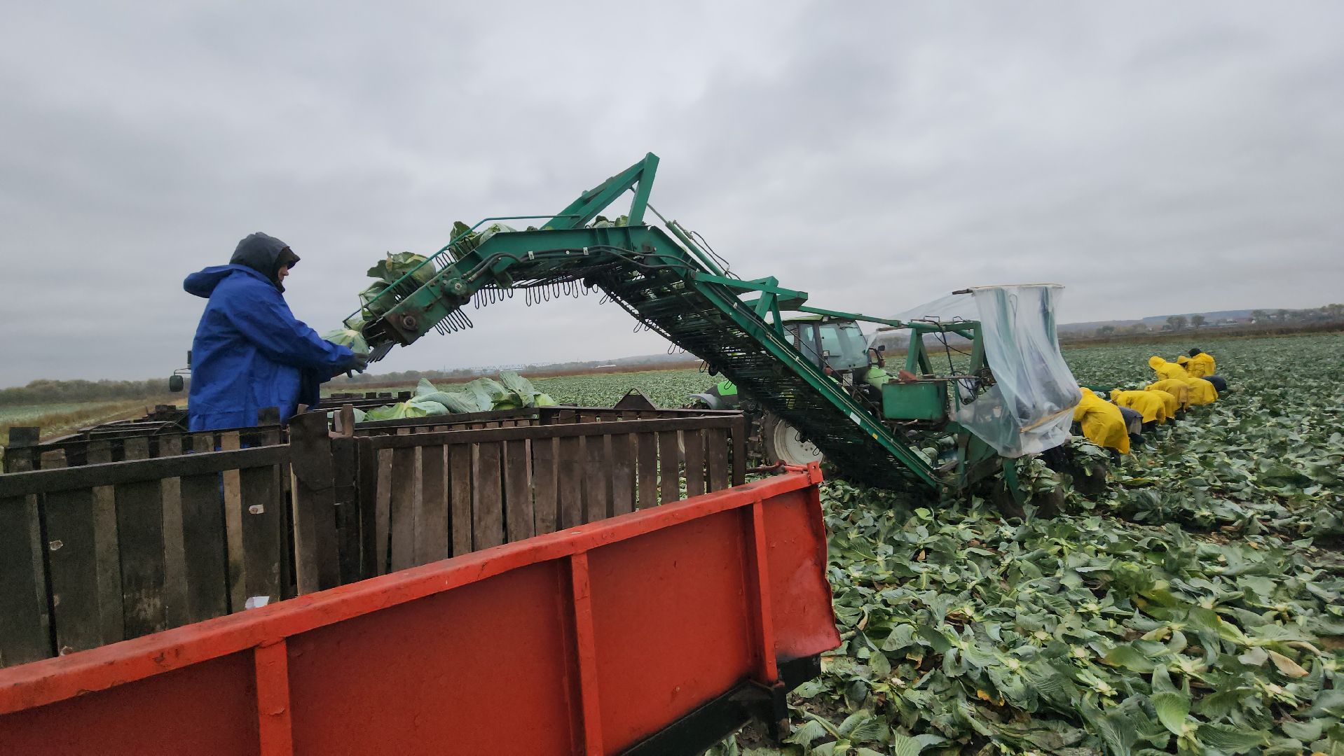серпухов, ао дашковка, сельское хозяйство, уборка урожая, капуста, пойма Оки,