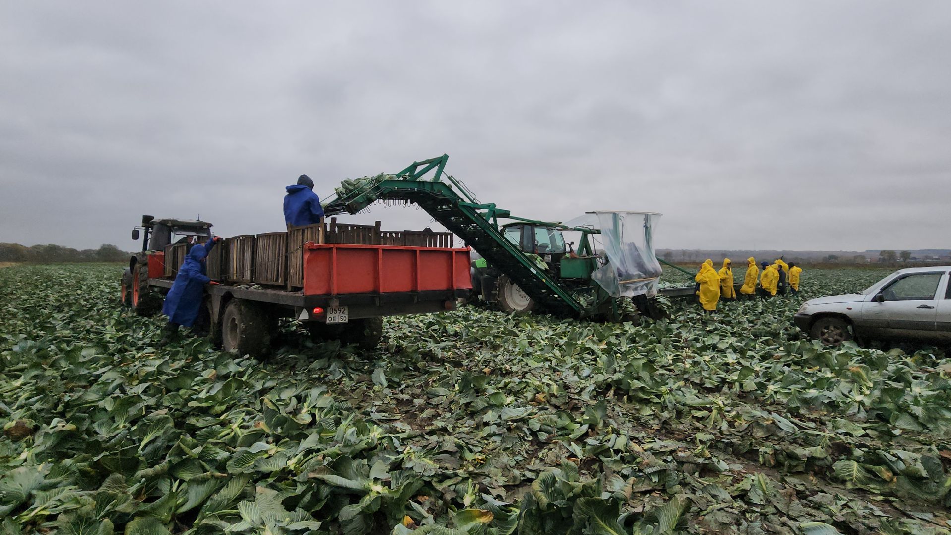 серпухов, ао дашковка, сельское хозяйство, уборка урожая, капуста, пойма Оки,