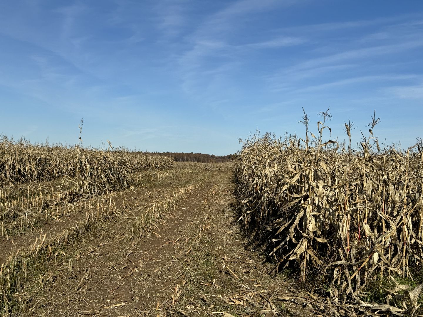 шаховская, сельское хозяйство, урожай,уборка урожая, кукуруза,