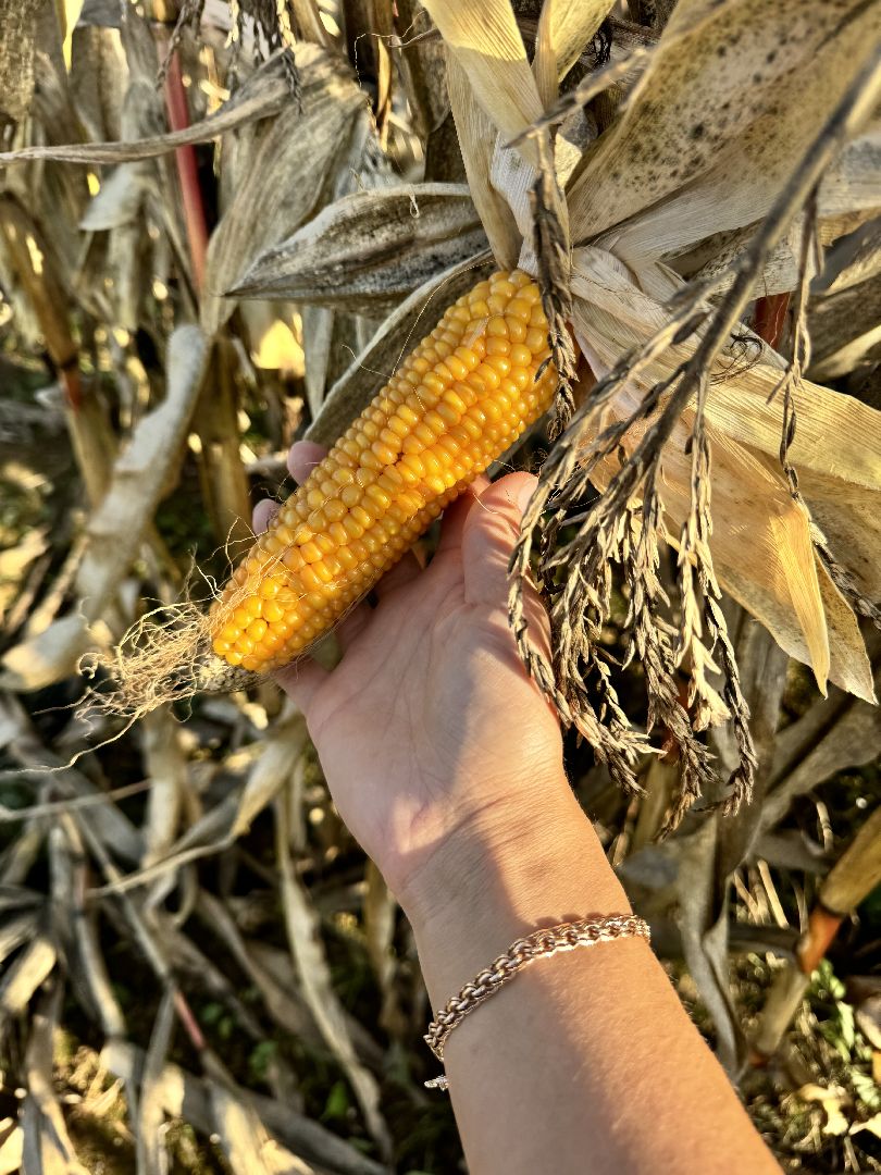 шаховская, сельское хозяйство, урожай,уборка урожая, кукуруза,