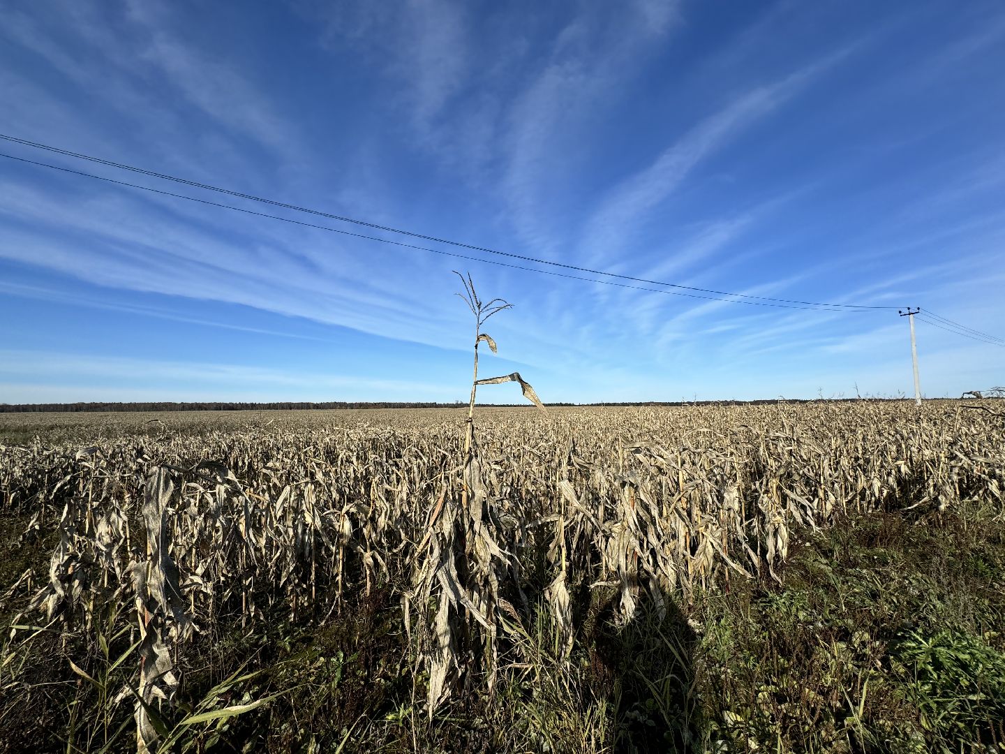шаховская, сельское хозяйство, урожай,уборка урожая, кукуруза,